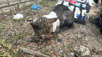 У Запоріжжі рятують кішку, яка втратила лапку внаслідок обстрілу