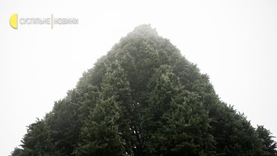 У Києві змонтували каркас головної ялинки та починають прикрашати. Як це виглядає У Києві змонтували каркас головної ялинки та починають прикрашати. Як це виглядає