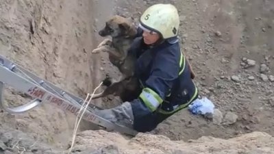 У Запорізькому районі врятували собаку