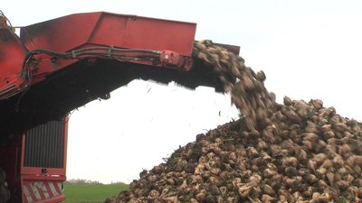 Залишилося 10 гектрів: на Вінниччині завершують збір цукрового буряка Залишилося 10 гектрів: на Вінниччині завершують збір цукрового буряка