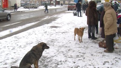 У місті на Волині безпритульні пси за тиждень покусали п'ятьох людей У місті на Волині безпритульні пси за тиждень покусали п'ятьох людей