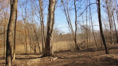 Дерева в Луцьку, зріжуть дерева в парку