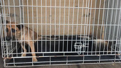 Стерилізують та вакцинують. Як у Вінниці діє програма регулювання чисельності тварин