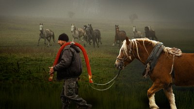 21 перемогу в рисистих бігах цьогоріч здобули символи наступного року для Полтавщини