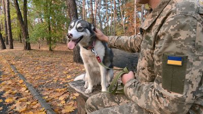 У Черкасах хаскі з Донеччини шукає родину У Черкасах хаскі з Донеччини шукає родину