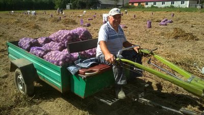 За день працівники лісгоспу зібрали 5 тонн картоплі