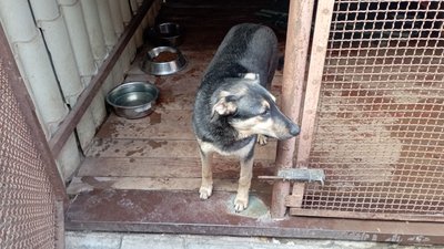 "Четверо цуценят згоріли живцем". У Кривому Розі невідомі підпалили будки із собаками