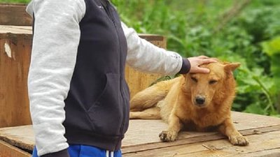 Вода спала. Прикарпатський притулок для тварин оговтується після негоди