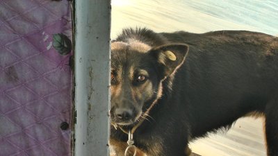 Дорослій собаці Джессіці тимчасові господарі Олена Серветник та Олександр Тваржинський шукають постійних. Фото: Суспільне Дорослій собаці Джессіці тимчасові господарі Олена Серветник та Олександр Тваржинський шукають постійних. Фото: Суспільне