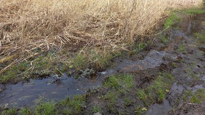 У Житомирі зафіксували перевищення рівня забруднюючих речовин у річці поблизу сміттєзвалища У Житомирі зафіксували перевищення рівня забруднюючих речовин у річці поблизу сміттєзвалища