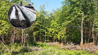 Незаконна вирубка лісу на Буковині: скільки випадків та куди звертатись