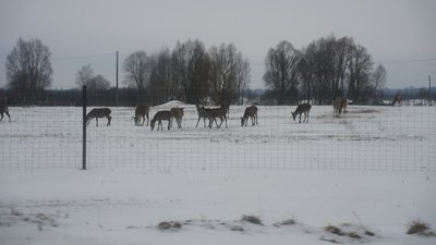 Як допомагають перезимувати лісовим звірям на Конотопщині Як допомагають перезимувати лісовим звірям на Конотопщині