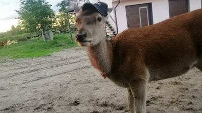 Купається в ставку, гуляє і повертається. Як на Рівненщині виходили самотнє оленятко
