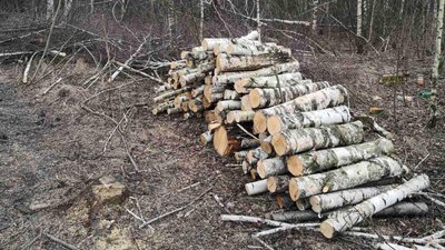 На Набережній Перемоги спиляли понад 20 берез: міськрада Дніпра звернулася до поліції