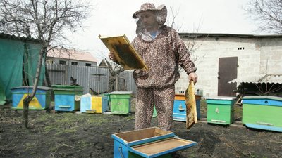 На Буковині понад 600 пасічників отримали гроші на розвиток бджолярства