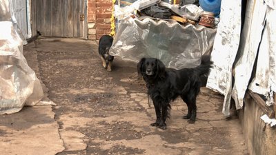 собаки тварини прихисток коти допомога Тетянівка Донецька область собаки тварини прихисток коти допомога Тетянівка Донецька область