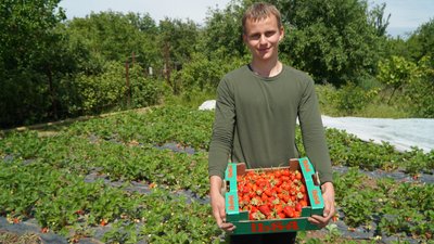 "В таких умовах — це дуже тяжко". Як жителі Нікопольщини вирощують полуницю під обстрілами РФ "В таких умовах — це дуже тяжко". Як жителі Нікопольщини вирощують полуницю під обстрілами РФ