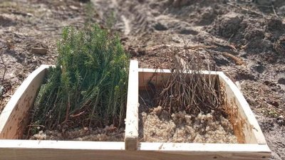 У Кіровоградській області завершили весняну посадку лісу