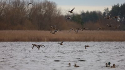 Яких птахів фіксували науковці у Нобельському парку 