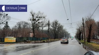У Сумах може з'явитися ще одна липова алея У Сумах може з'явитися ще одна липова алея