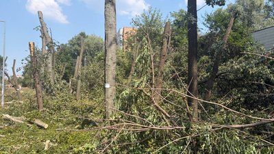 вирубані дерева на Теремках