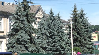 У Городку на Хмельниччині комунальники спиляли ялинки, щоб покласти бруківку. Містяни обурені