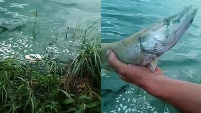 мертва риба мертва риба