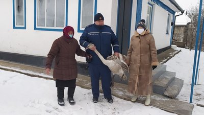 Непроханий гість: на Вінниччині лебідь шукав прихисток на приватному подвірʼї
