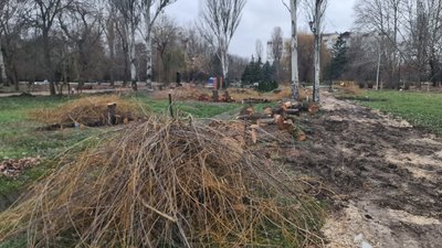 У Криму масово вирубають дерева для потреб російських військових на фронті