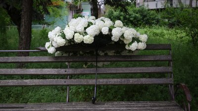 Херсон, погода, природа, квіти, парасолька