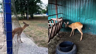 Косуля, яку врятували в Ізмаїлі