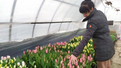 черкащанка вирощує тюльпани черкащанка вирощує тюльпани