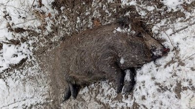 Дикий кабан, африканська чума свиней, мисливські угіддя, Франківщина
