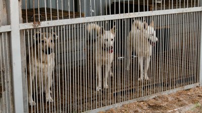 У Чернігові за рік планують стерилізувати 600 безпритульних тварин