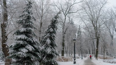Іній у Маріїнському парку, Київ, січень 2026 року