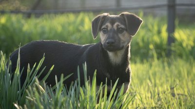 "Місто без бродячих собак". У Миколаєві відбудеться Dog-market: що відомо "Місто без бродячих собак". У Миколаєві відбудеться Dog-market: що відомо