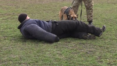 У Житомирі кінологи здавали випускні іспити: шукали злочинців та демонстрували дресуру собак У Житомирі кінологи здавали випускні іспити: шукали злочинців та демонстрували дресуру собак