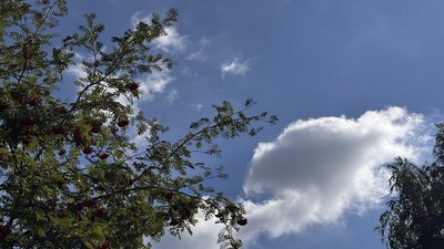 небо, хмари, горобина