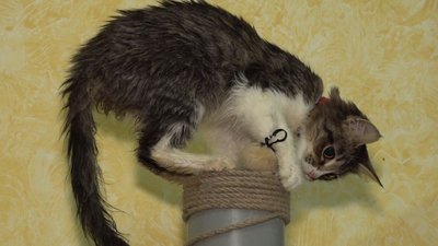 Не могли лишити: до Черкас привезли майже три десятки тварин з Маріуполя Не могли лишити: до Черкас привезли майже три десятки тварин з Маріуполя