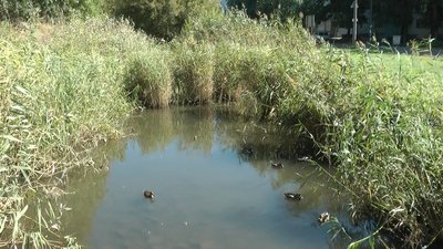 "Запоріжці відчують на собі погіршення якості повітря і води", - експертка про стан Сухої Московки "Запоріжці відчують на собі погіршення якості повітря і води", - експертка про стан Сухої Московки