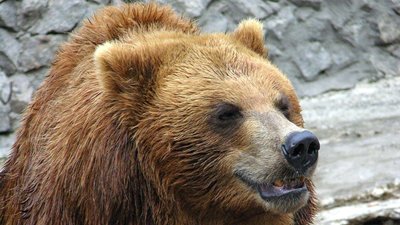Ведмеді Мирон та Вакула відсвяткували день народження у Миколаївському зоопарку Ведмеді Мирон та Вакула відсвяткували день народження у Миколаївському зоопарку