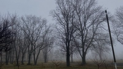 На Полтавщині оголосили перший рівень небезпеки через туман