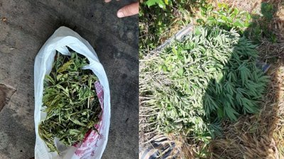 Сімейне хобі: на Черкащині затримали родину, яка вирощувала коноплі