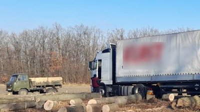 Вирубали пів гектара лісу в заповідному фонді. На Буковині двом чоловікам повідомили підозру
