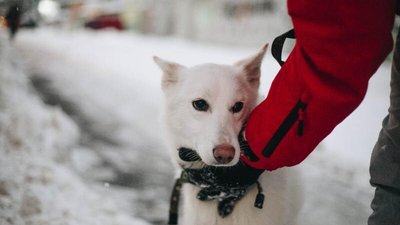 Собака на вулиці взимку