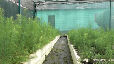 У лісах Черкащини вирощують модрини У лісах Черкащини вирощують модрини