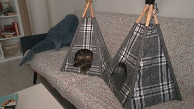 Черкащанка створює вігвами для котів Черкащанка створює вігвами для котів
