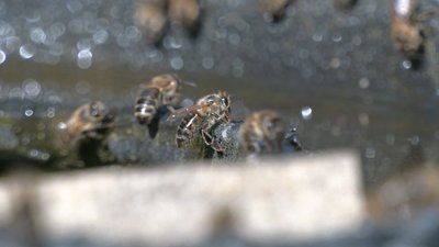 пасіка атовця пасіка атовця