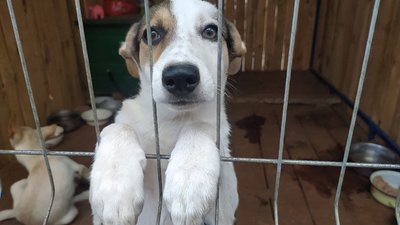 У Сумах влаштують виставку-фестиваль, аби знайти дім безпритульним тваринам