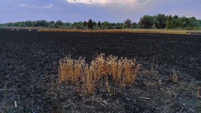 На Ніжинщині згоріло 55 гектарів пшеничного поля На Ніжинщині згоріло 55 гектарів пшеничного поля